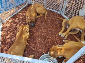 mastiff puppies 4 mo