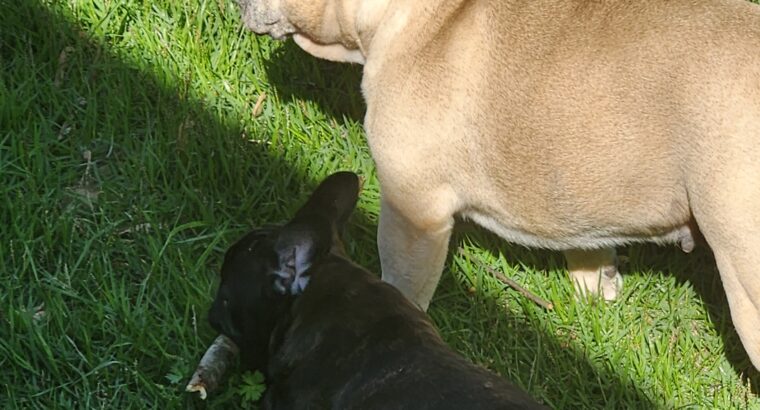 French Bulldog Puppies For Sale