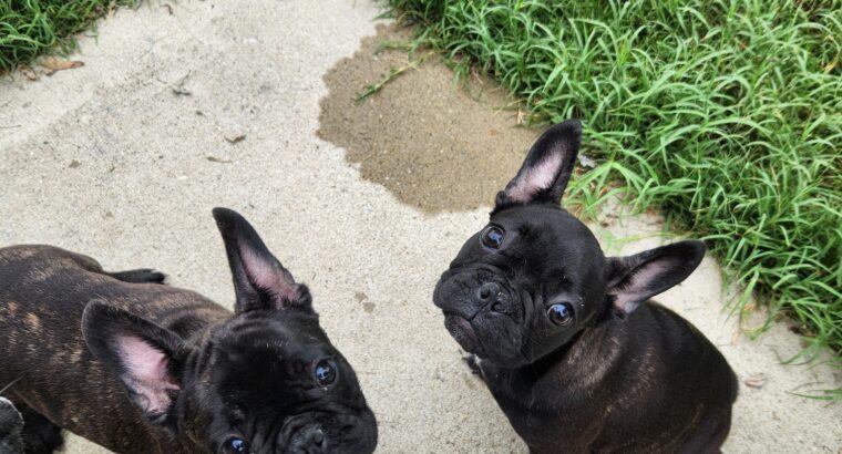 French Bulldog Puppies For Sale