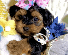 Adorable ACA Yorkie Puppy Dolly – Ready Now!