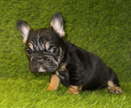 AKC French Bulldog Puppy Coco – Black & Tan