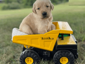 AKC Golden Retriever Puppy Simba – Ready Soon