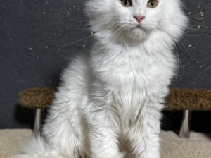 Maine Coon Breeders in Wisconsin: Whisker Wonder