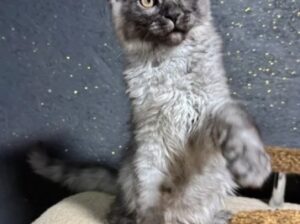 Maine Coon Kittens For Sale in Kansas : Buy Now