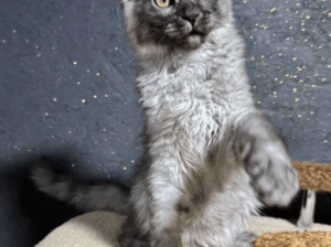 Maine Coon Breeders in Wisconsin: Healthy Kittens