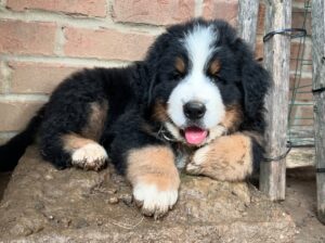 Adorable 8weeks old male and female Bernese Mounta
