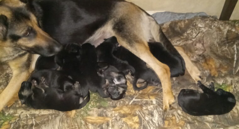 German shepherd puppies full blooded
