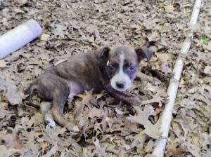 blue healer mix blue pit 8 week old playful p