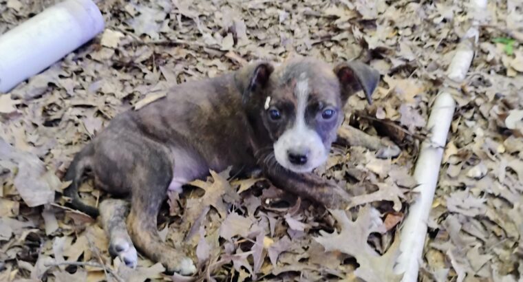 blue healer mix blue pit 8 week old playful p