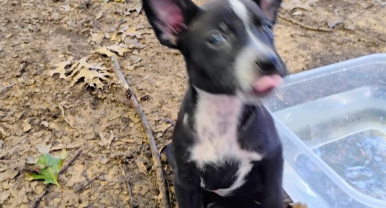 blue healer mix blue pit 8 week old playful p
