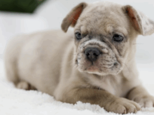 Fawn Merle French Bulldog Puppy – Turbo