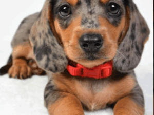 Adorable Mini Dachshund Puppy – Snoopy