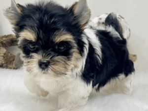 Tiny Biewer Yorkshire Terrier Puppy in USA