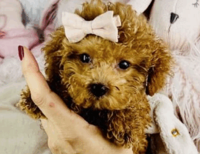 Tiny Teacup Toy Poodle for Sale