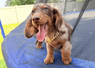 Long-Haired Dapple Dachshund – Wednesday