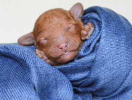 F1B Red Cavapoo Puppy – Puddlewick