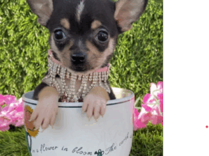 Tiny Sweet Chihuahua Puppy – Cyras