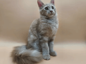 Maine Coon Kittens in Minnesota: Friendly Pets