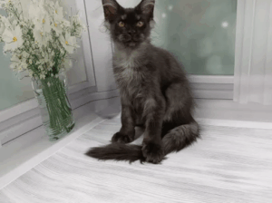 Maine Coon Kittens in Indiana: Award-Winning Cats