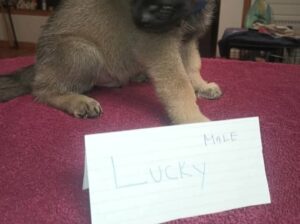 German Shepherd Puppies for sale