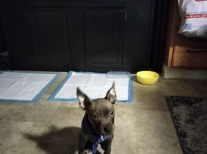 bull terrier Staffordshire