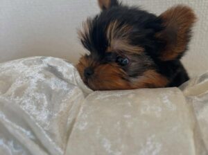 Yorkie puppies for adoption