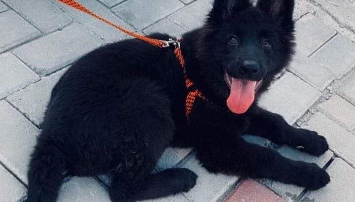 All parrots selling available all India over