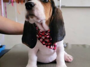 Amazing Male and female basset hound puppies for s