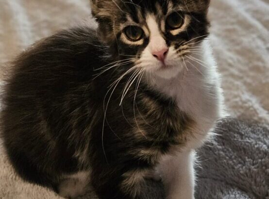 Maine Coon Kittens in Michigan: Healthy Kittens