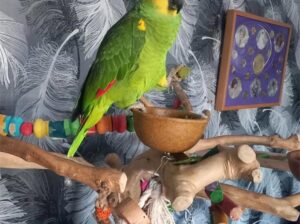 Parrots amazon blue with cage and tree.