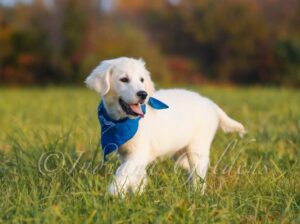English Golden Retriever Puppies For Families