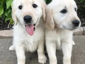 Golden Retriever Puppies: Gentle and Kind Pups