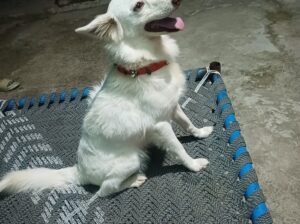 exchange German soft and Rottweiler 85282 42303