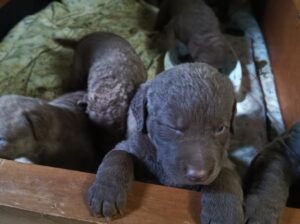 Chesapeake Bay Retriever puppies