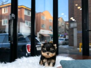 I’m Rehoming my  puppy. 
She is  9weeks old,