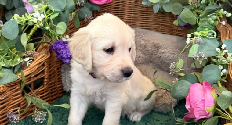 GOLDEN RETRIEVER PUPPIES