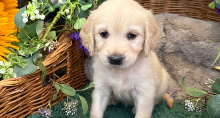 GOLDEN RETRIEVER PUPPIES