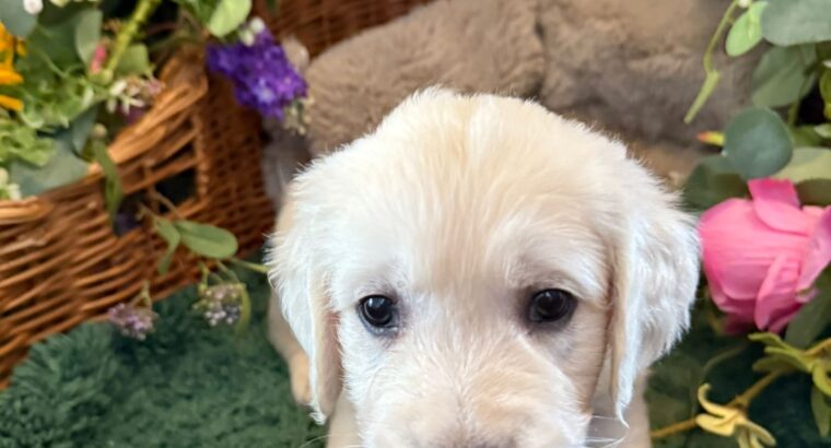 GOLDEN RETRIEVER PUPPIES