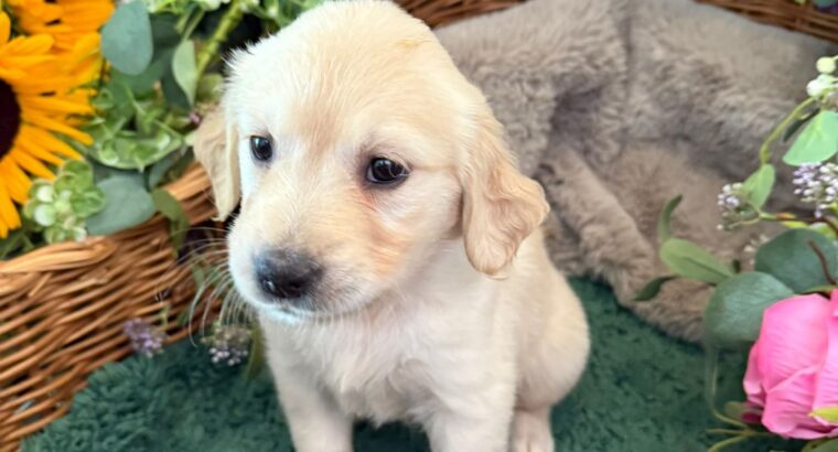 GOLDEN RETRIEVER PUPPIES