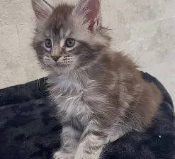 Maine Coon Kittens in Minnesota: Gentle Giants