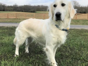 Golden Retriever Puppies Near Tennessee