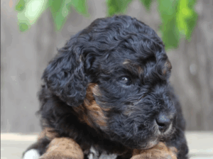Adorable Female Standard Poodle Puppy