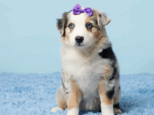 Cute Female Australian Shepherd Puppy Sale