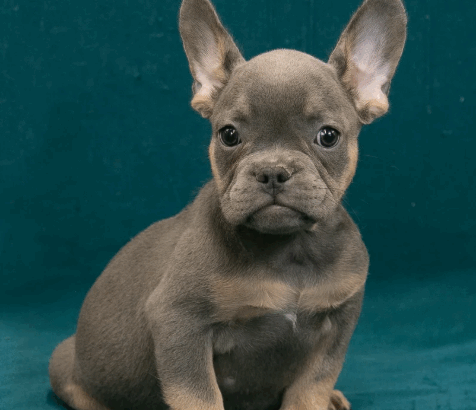 Healthy Male French Bulldog Puppy Sale