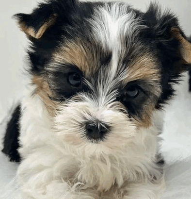 Female Yorkshire Terrier Puppy for Sale
