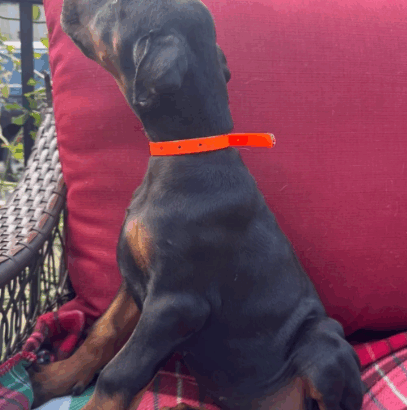 Beautiful Female Doberman Pinscher Puppy