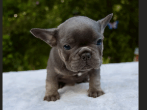 Adorable Male French Bulldog Puppy