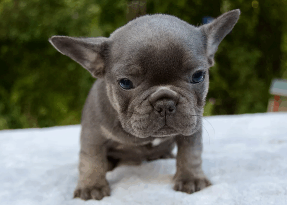 Adorable Male French Bulldog Puppy