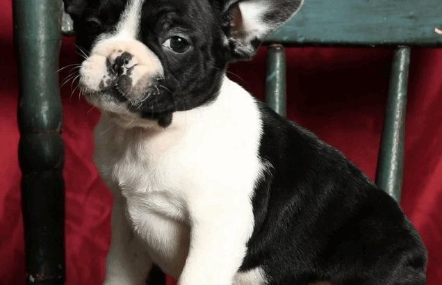 Cute Male Frenchton Puppy for Sale