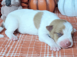 Purebred Male Jack Russell Puppy